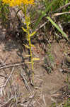 Low pinebarren milkwort